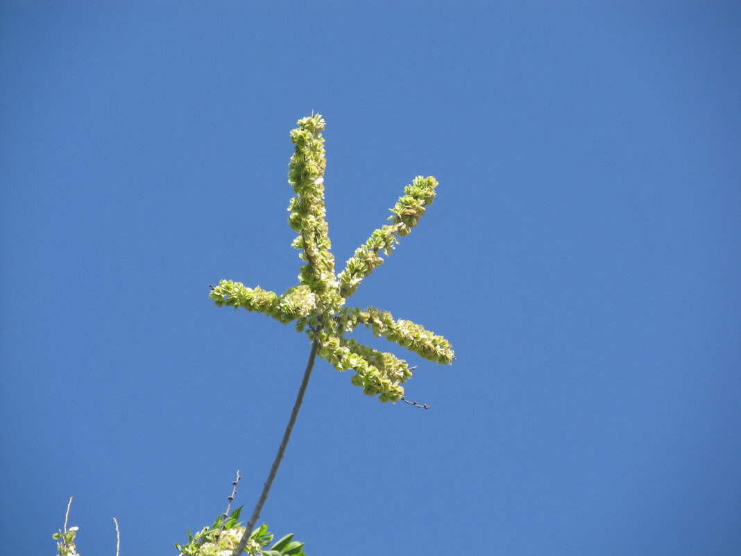 май привтствует - Елена Шаламова
