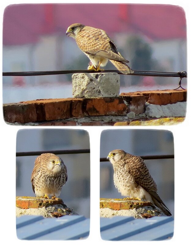 Экзотическая модель - Сеня Белгородский