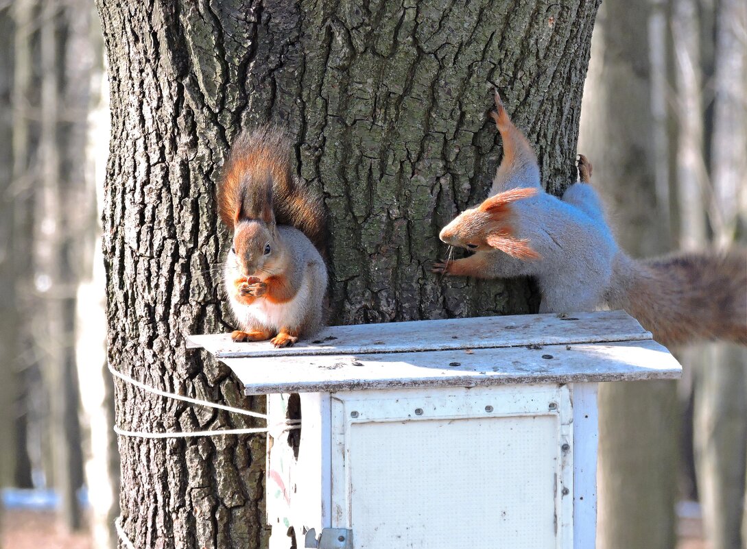 Белки в марте - Мария Васильева
