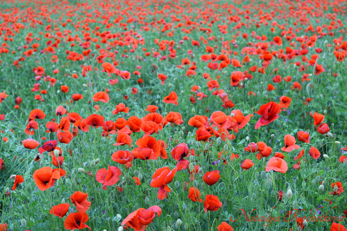 Природа Крыма - Изумительная Космея