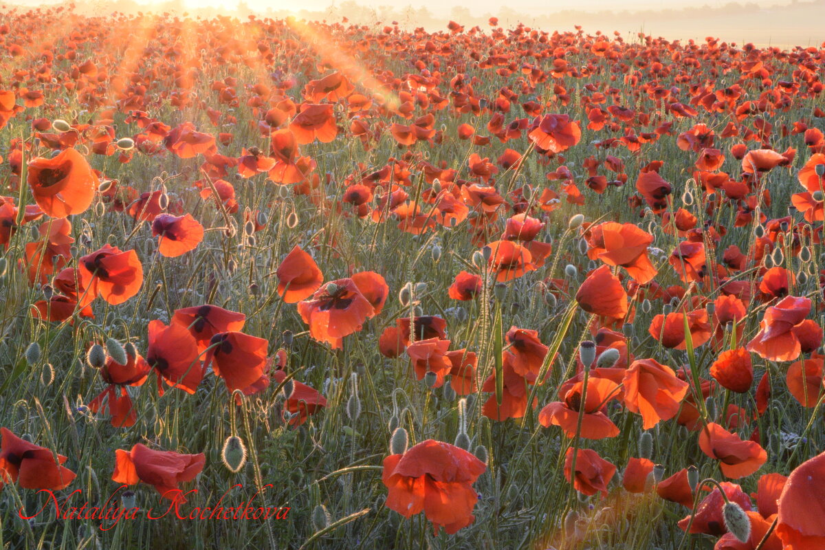 Природа Крыма - Изумительная Космея