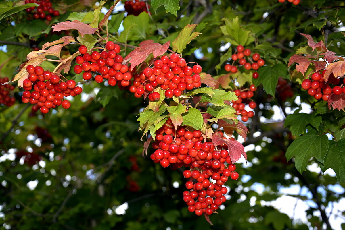 калина красная - Aleksandr .