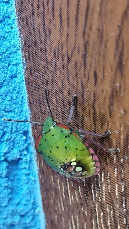 ЖуЖу - АЛЕКСЕЙ СЕРГЕЕВИЧ