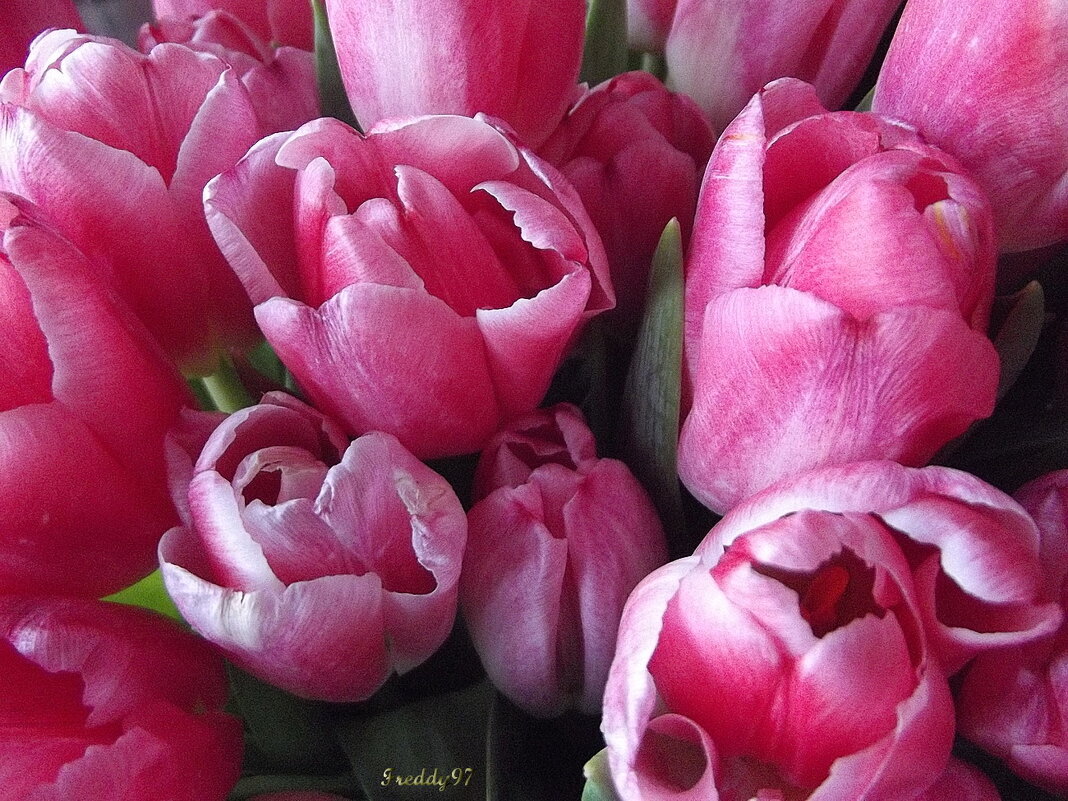 Тюльпаны - Freddy 97