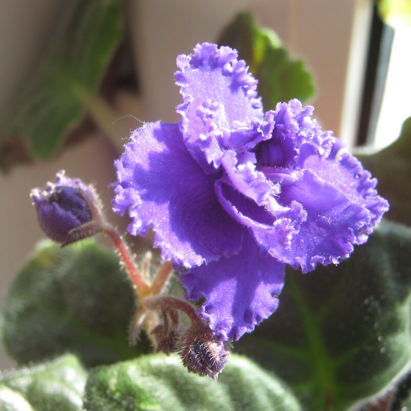 Фиалка - Елена Семигина