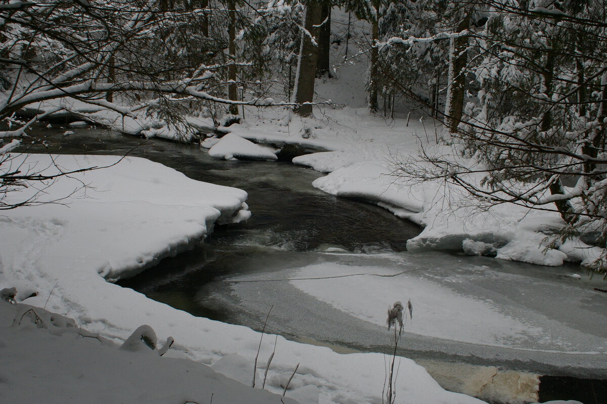 Лесной ручей - Ирэн 