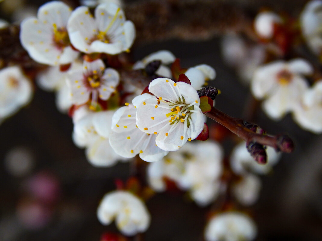 Груша в цвету - Алексей Бабицын