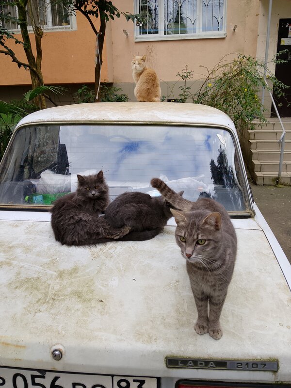 Дворовые кошки - Tata Wolf