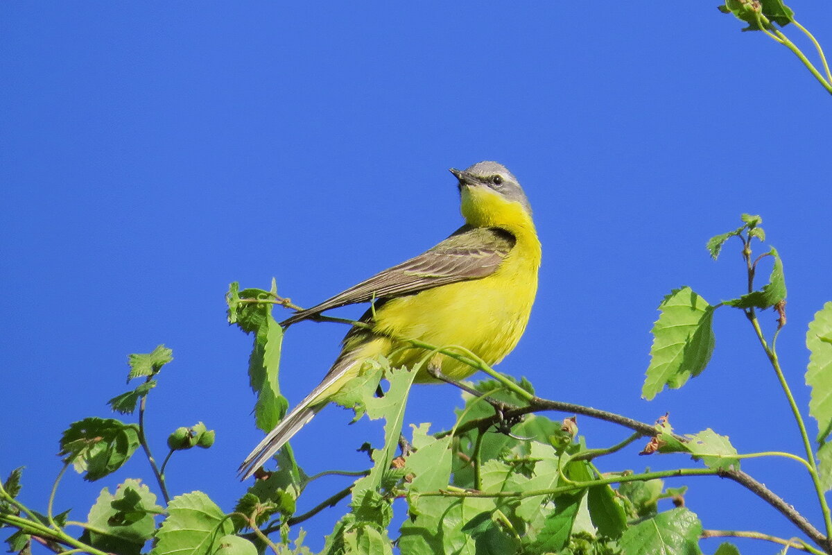 желтая трясогуска - shasha1950 