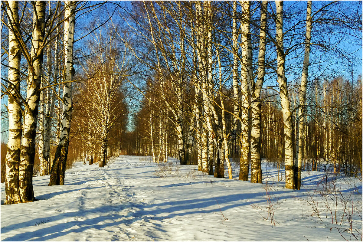 Март в берёзовой роще - Валентин Котляров