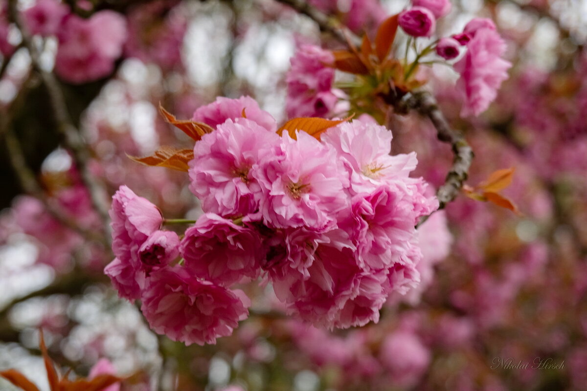 Радость цветения... - Николай Гирш