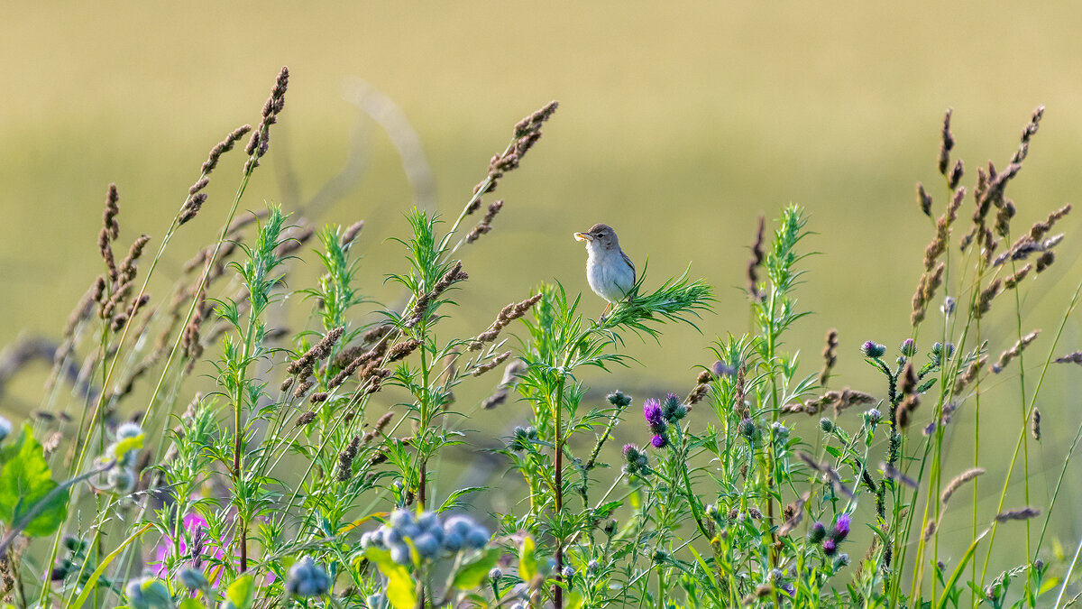 Камышовка - Владимир Лазарев