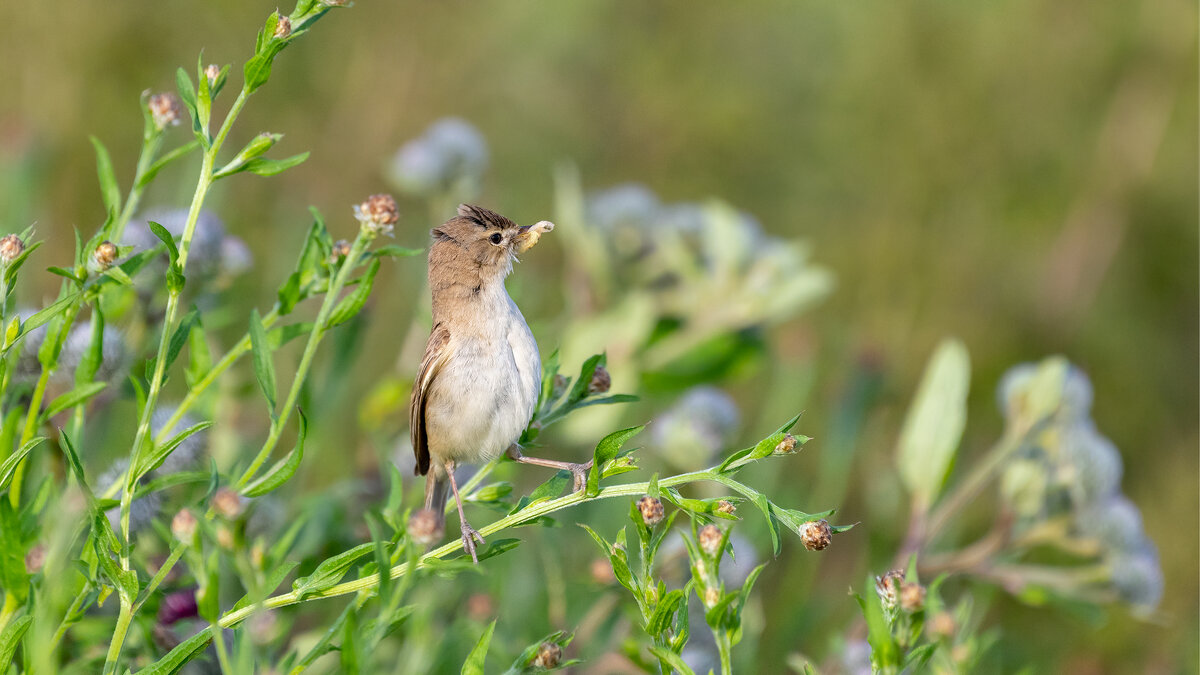 Камышовка - Владимир Лазарев