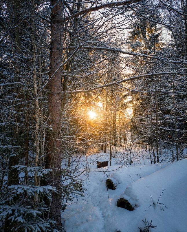 Солнце сквозь ветви деревьев - Лилия 