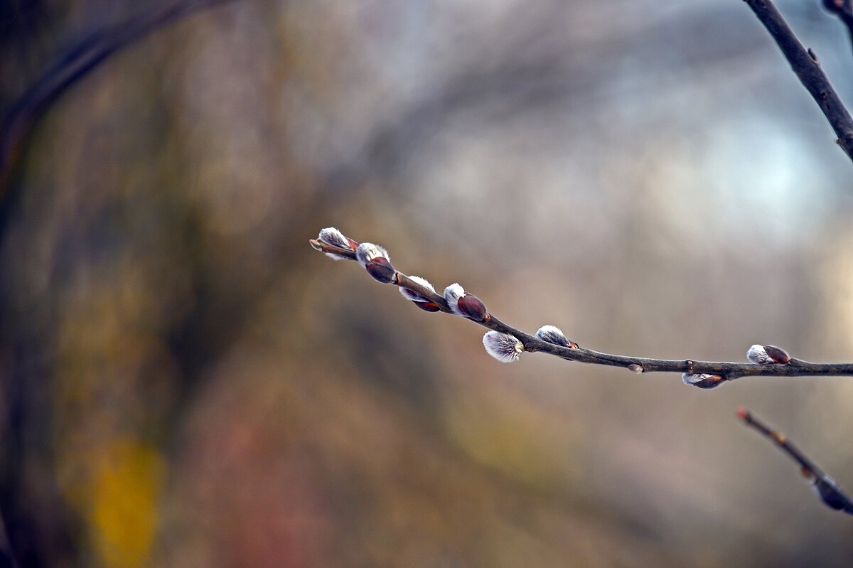 Мартовский этюд - Валерий Иванович