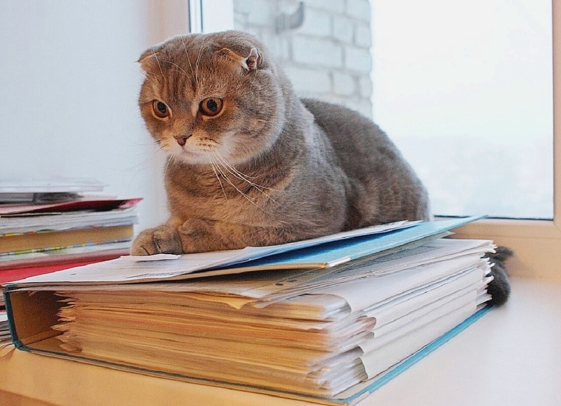 Все ли документы подготовлены для налоговой? - Галина Нестратова