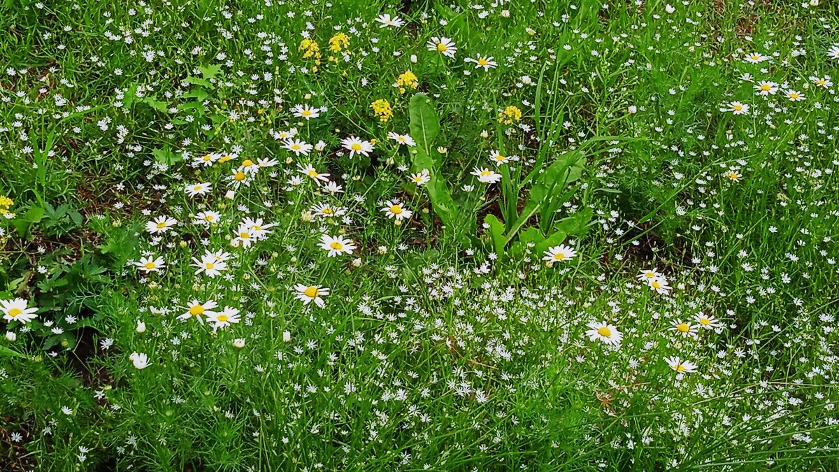 уральское - Елена Шаламова