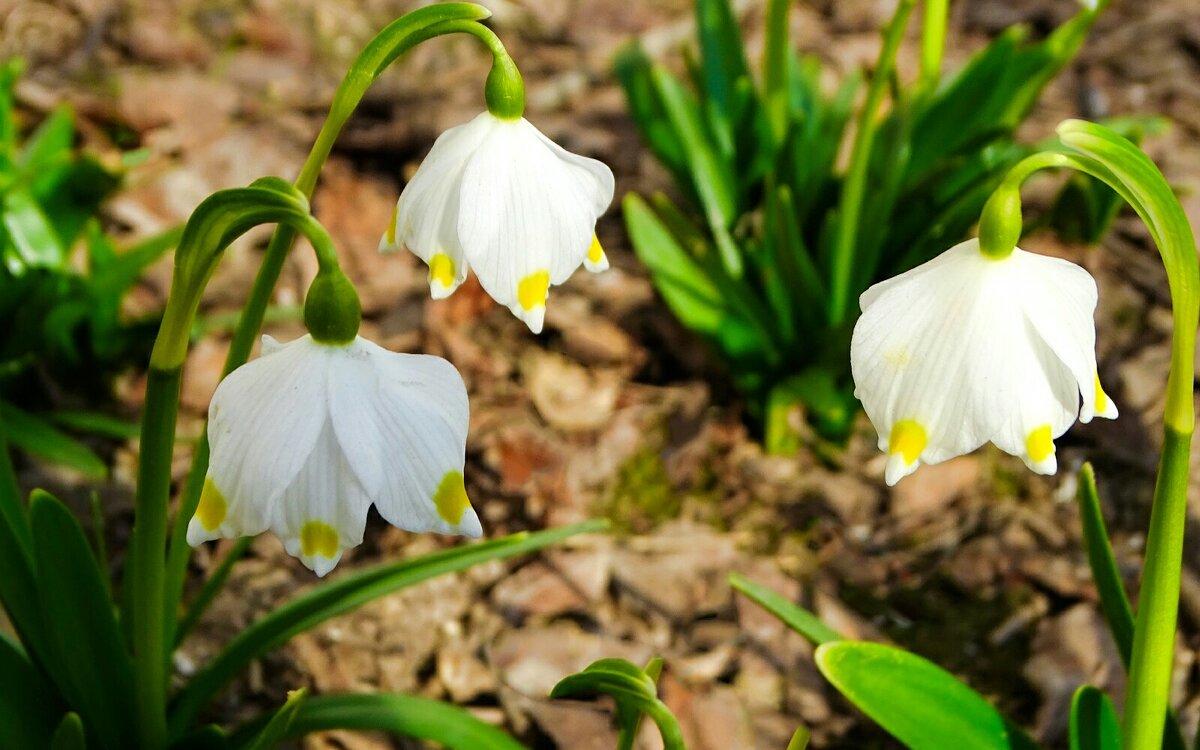 Весенние цветы в городе. - Милешкин Владимир Алексеевич 