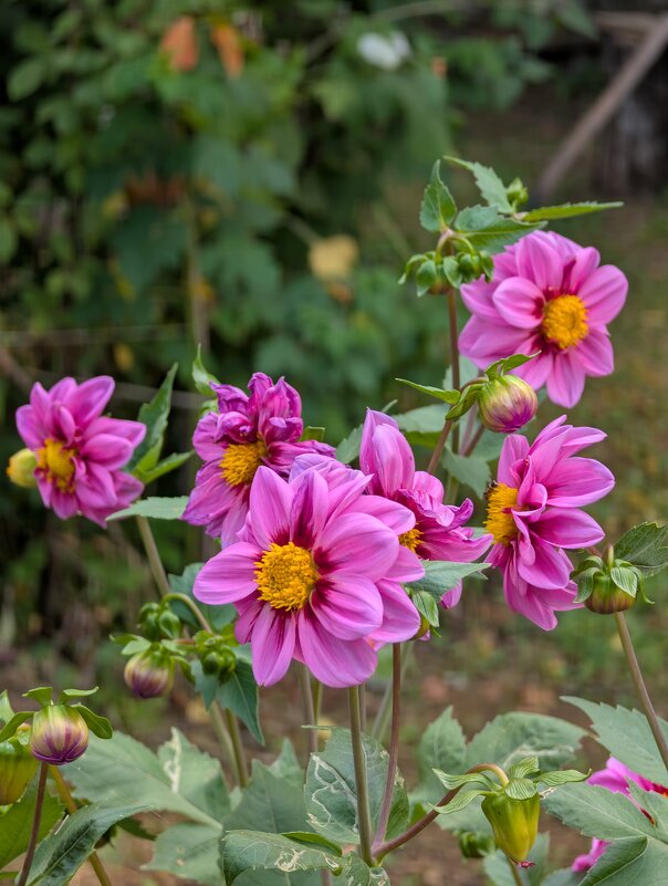 Георгин Вишес'н Дримс - Анастасия Логинова