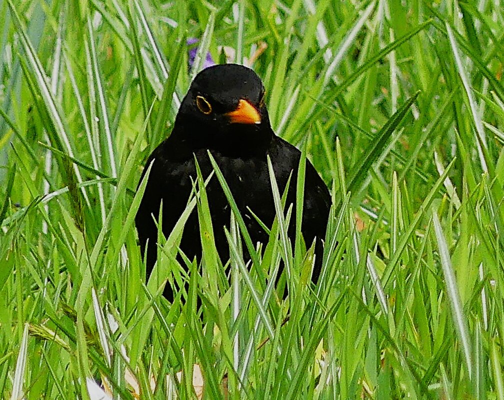 Весна(серия) - Владимир Манкер