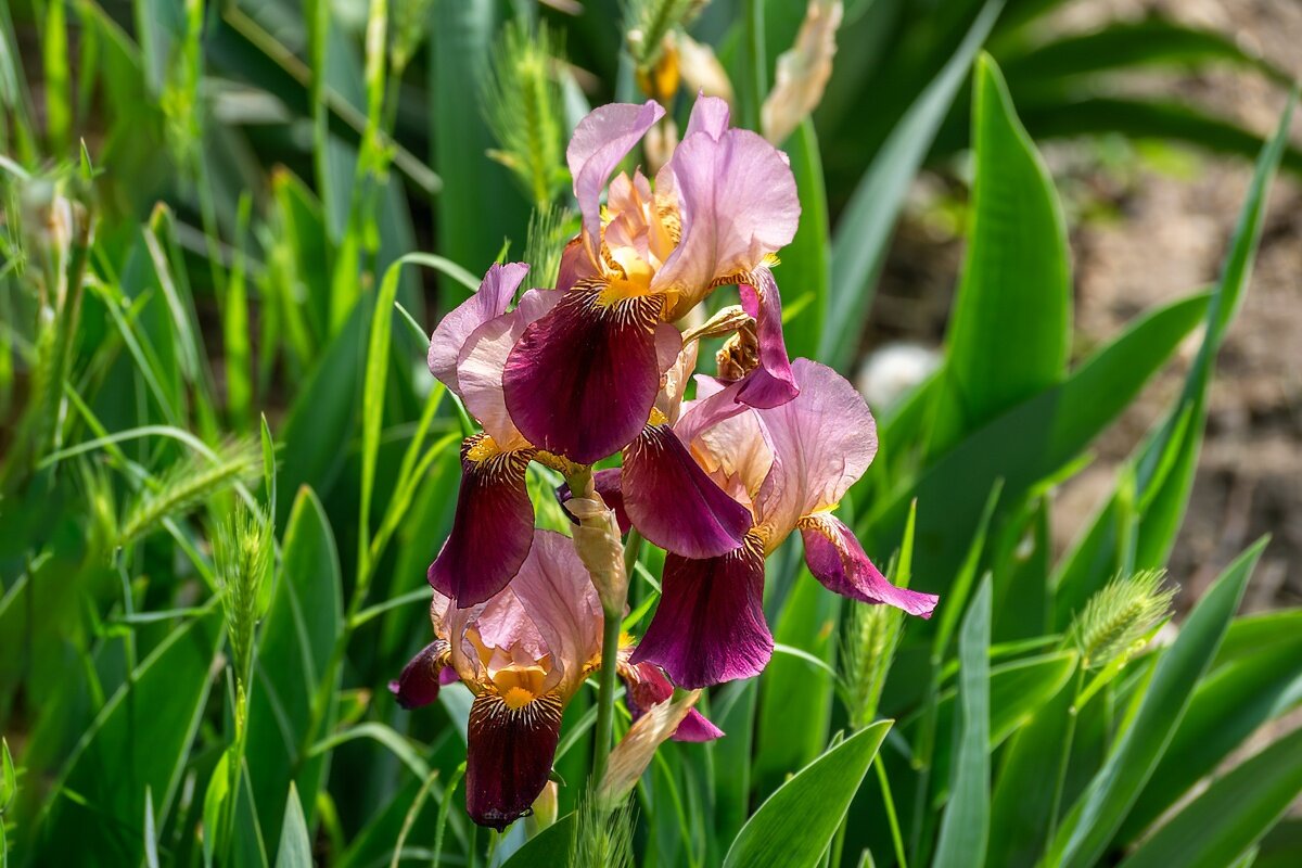 Ирисы - Игорь Сикорский