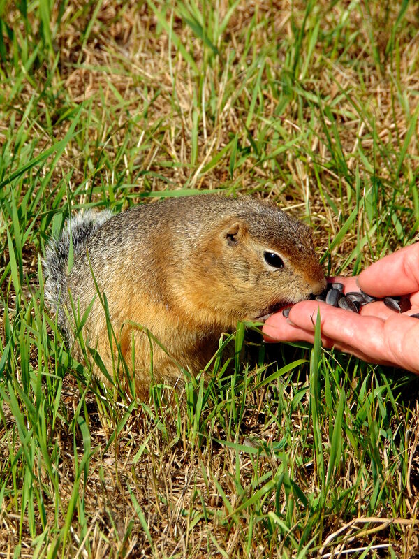 Угощается. - nadyasilyuk Вознюк