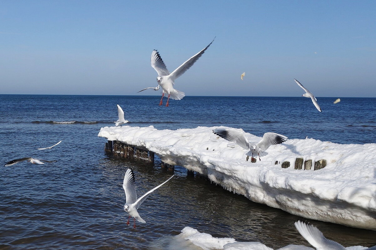 Чайки на море - Рита Симонова