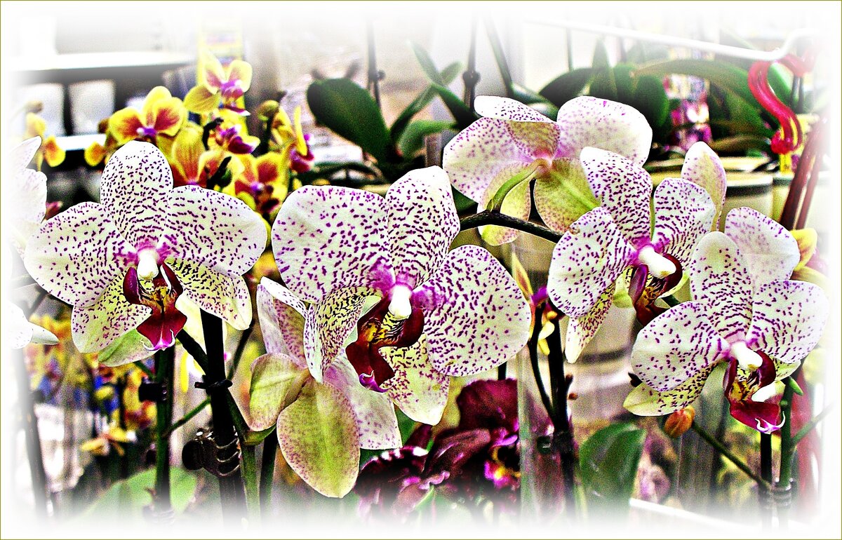 Фаленопсисы. - Валерия Комова