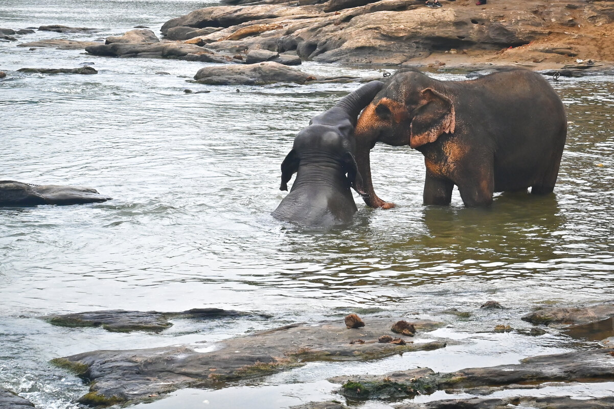 Шри-Ланка. Из жизни слоников... - Александр Беляков