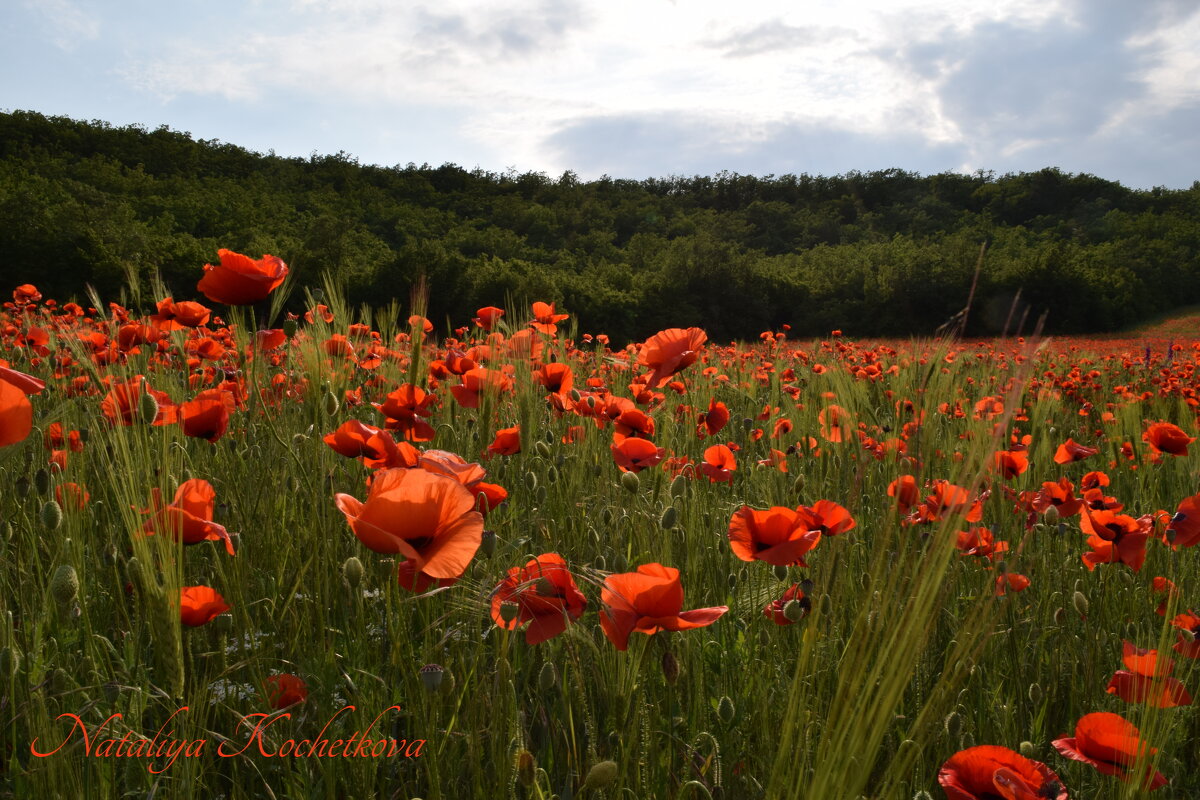 Природа Крыма - Изумительная Космея