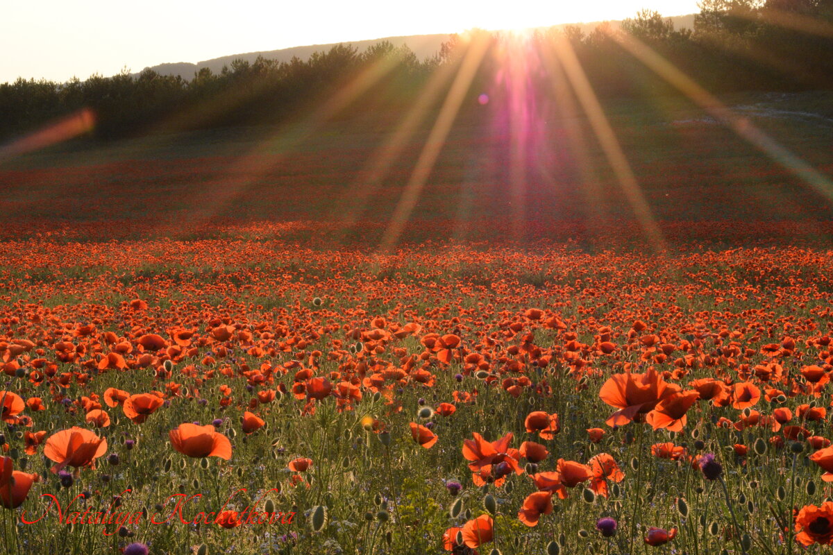 Природа Крыма - Изумительная Космея