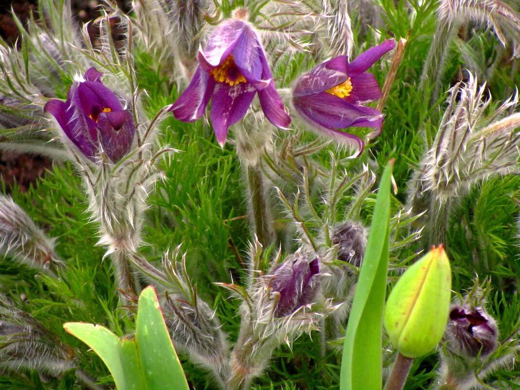 Сон-трава - Сергей Карачин