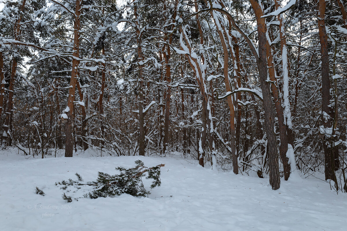 Зимой на природе - Александр Синдерёв