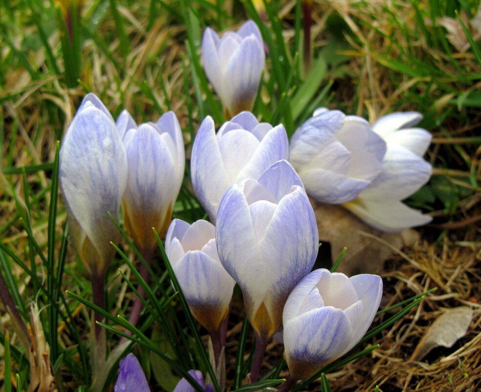 Мартовские цветы - Сергей Карачин