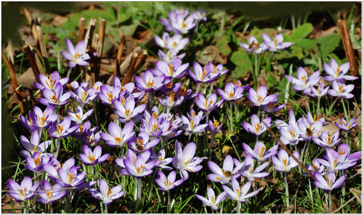 МАРТОВСКИЕ... - Elvira E. 