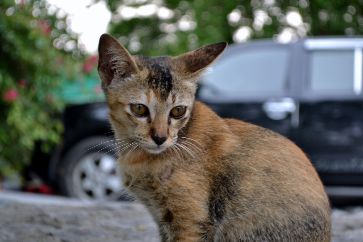 Ушастик - ирина 