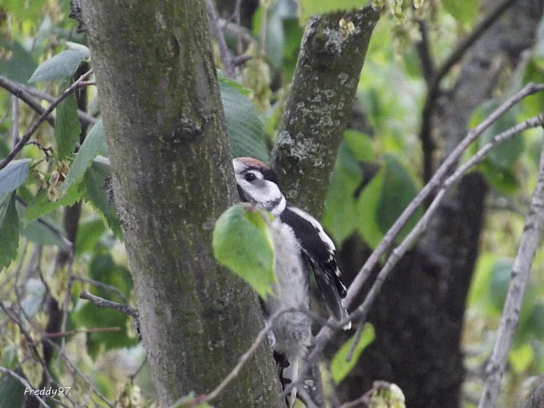 Подглядывающий - Freddy 97