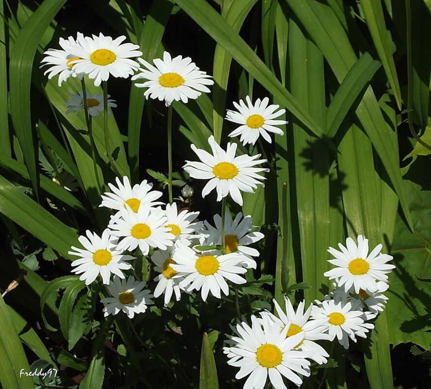 Ромашки - Freddy 97