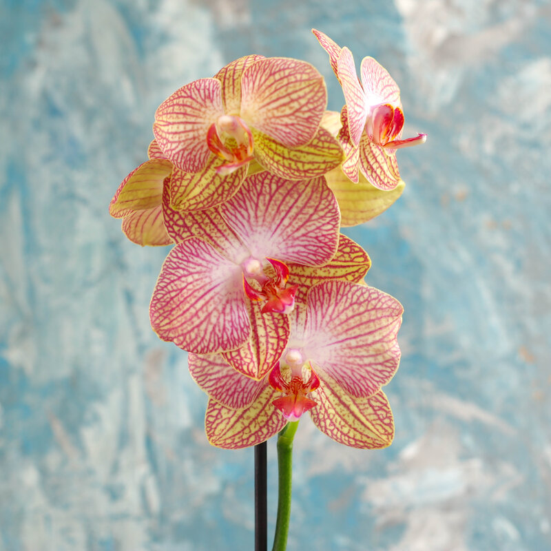 Орхидея КВ Бьюти - Irene Irene