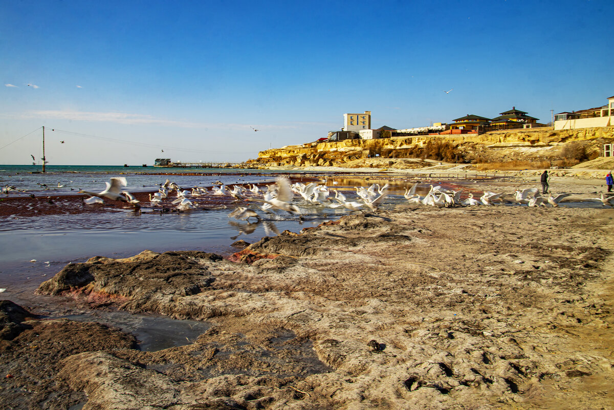 Берег Каспия - Анатолий Чикчирный