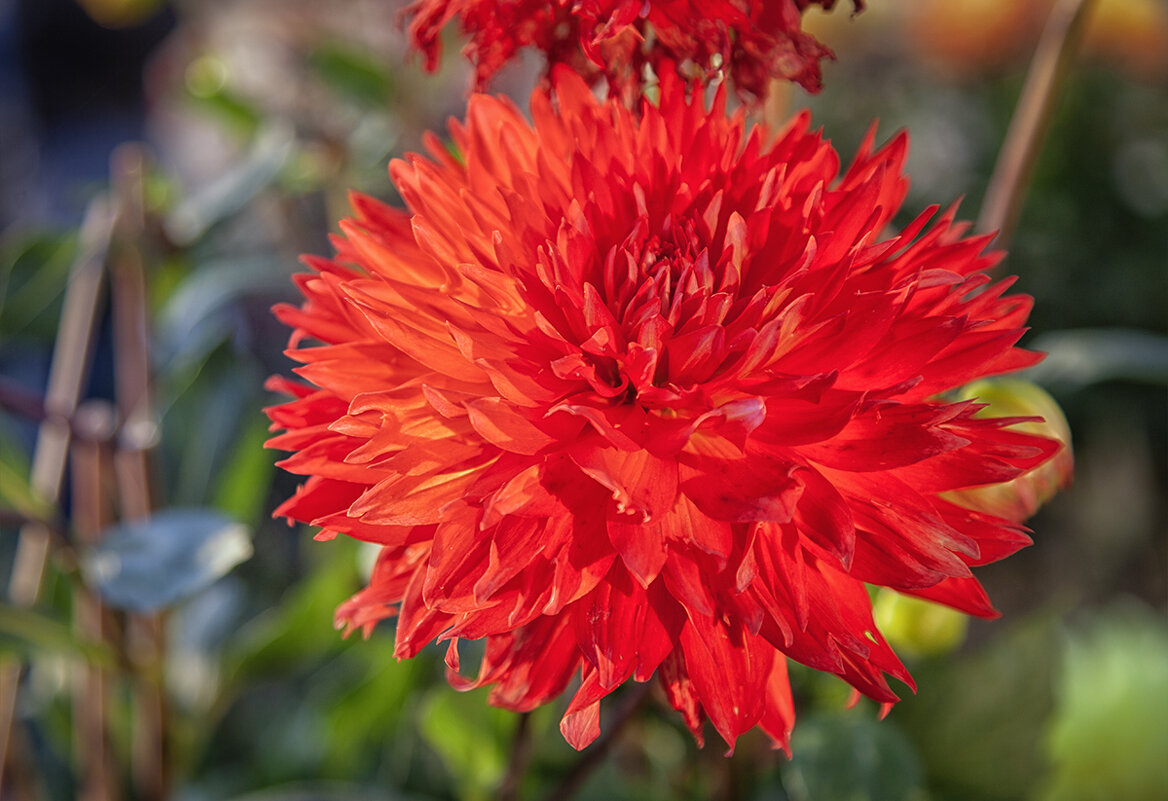 Георгин осенний. - Лилия *