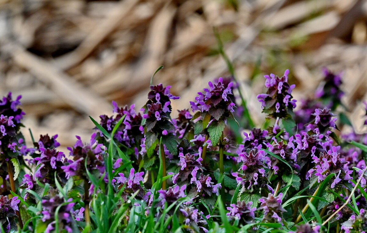 Весне дорогу... - Николай Саржанов