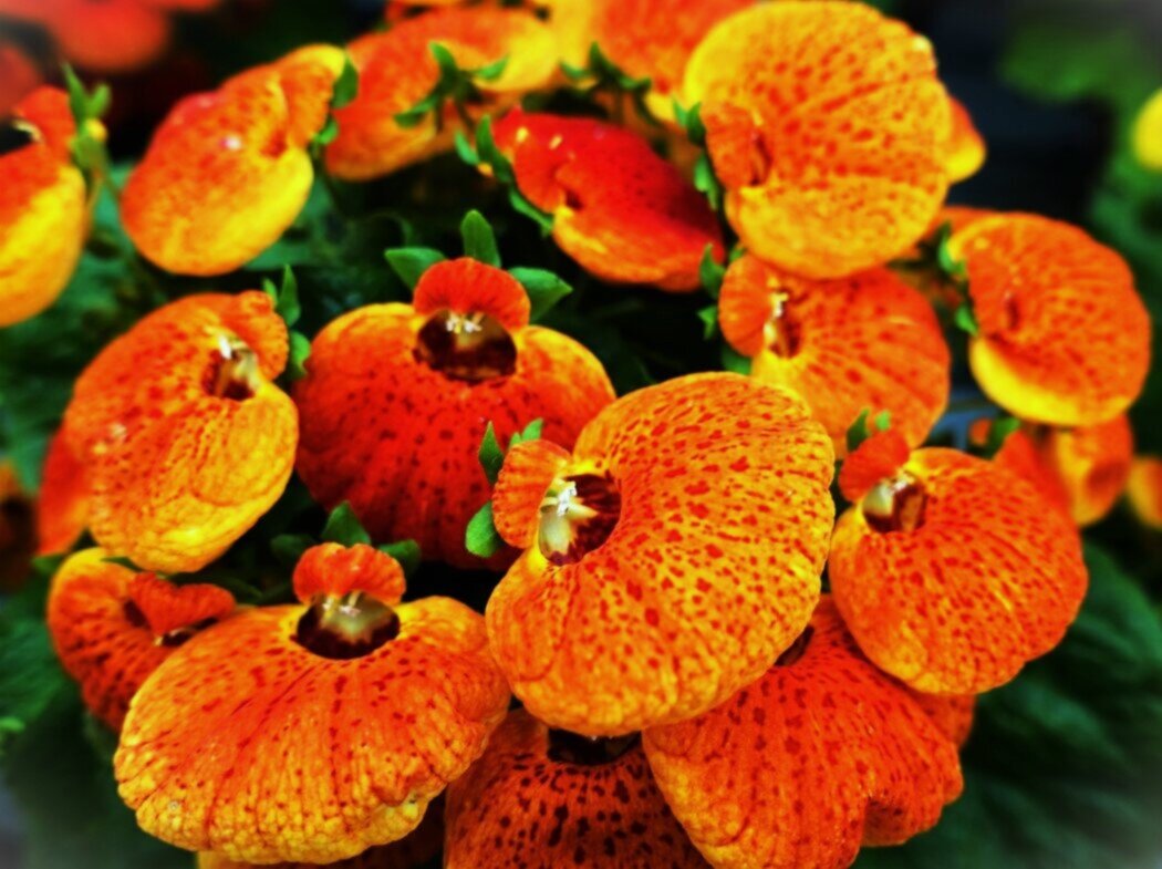 Кальцеолярия - Aida10 