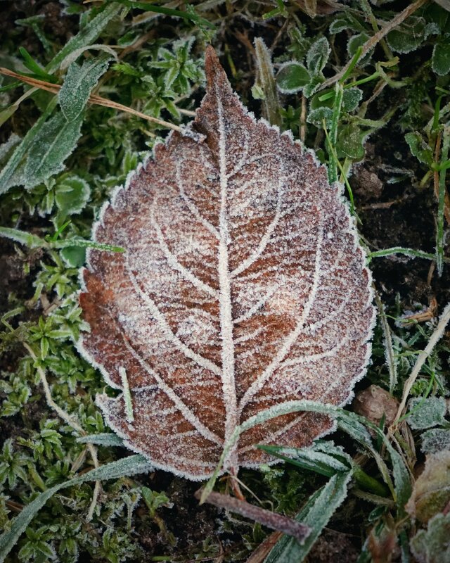 зимние сны - Андрей Литов