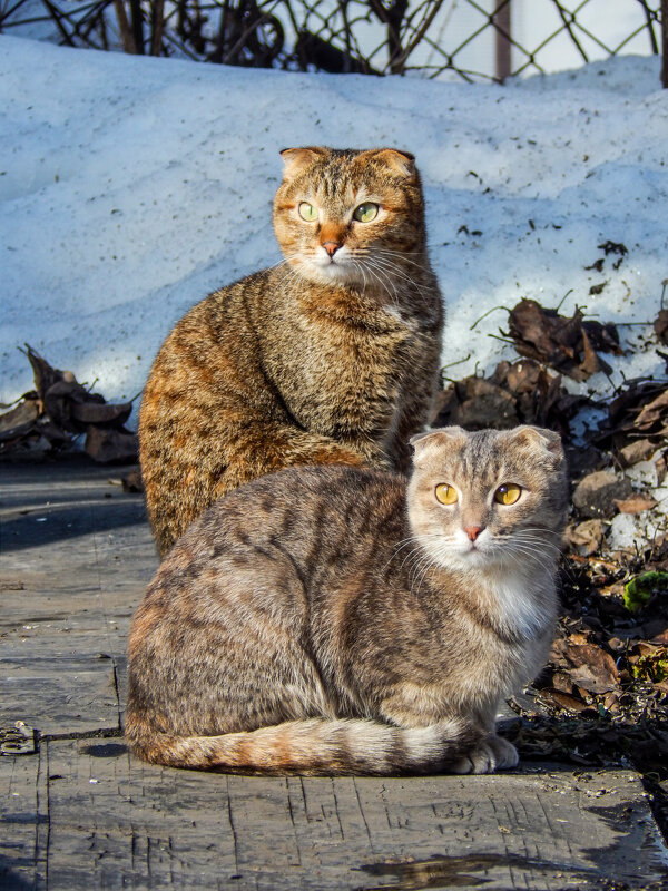 Сёстры - Алексей Бабицын