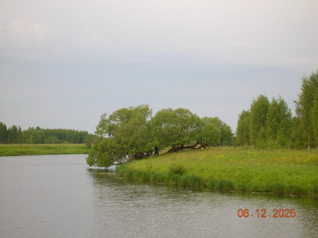 Старая ива у реки - fogmeadowww m