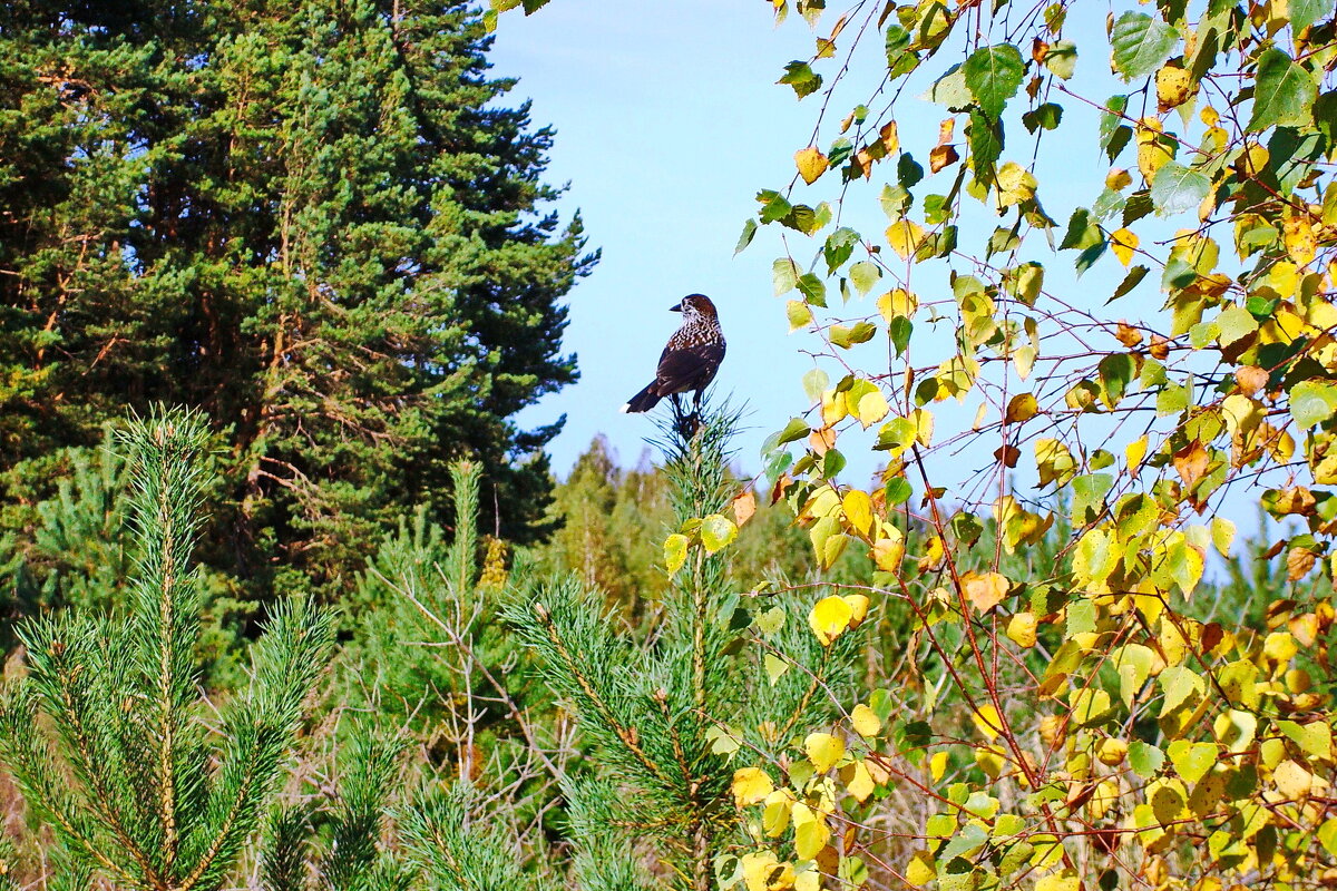 скворушка - shasha1950 