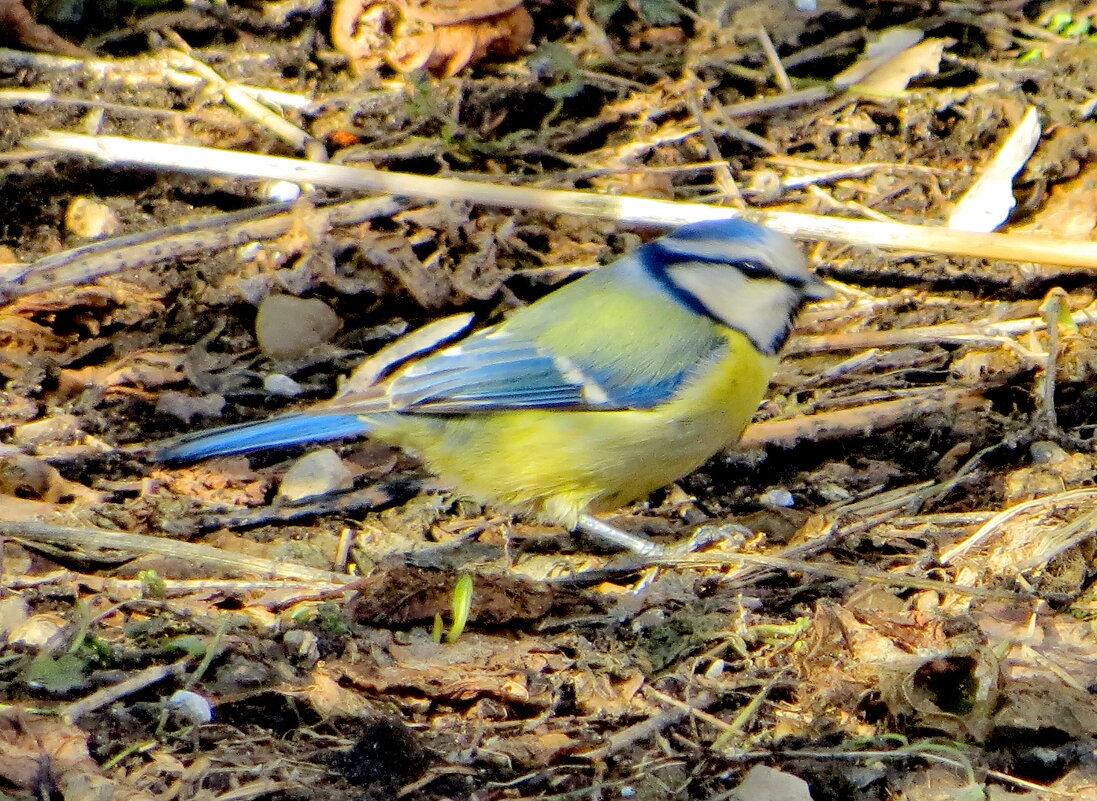 Приземленная лазоревка - Александр Чеботарь