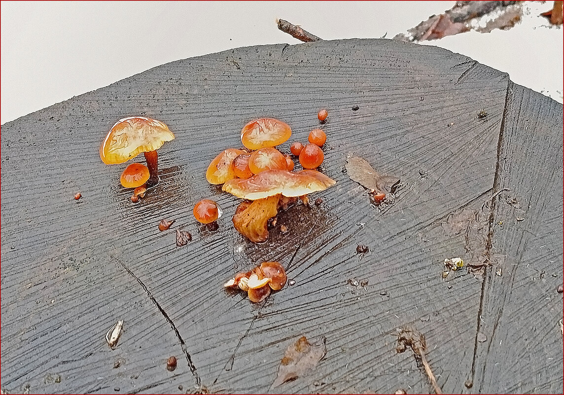 Мартовские грибы под дождём! - Валентина  Нефёдова 