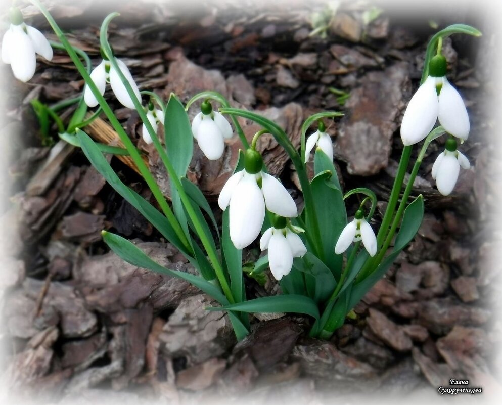 Подснежник — первое дыхание весны. - Елена Сухорученкова